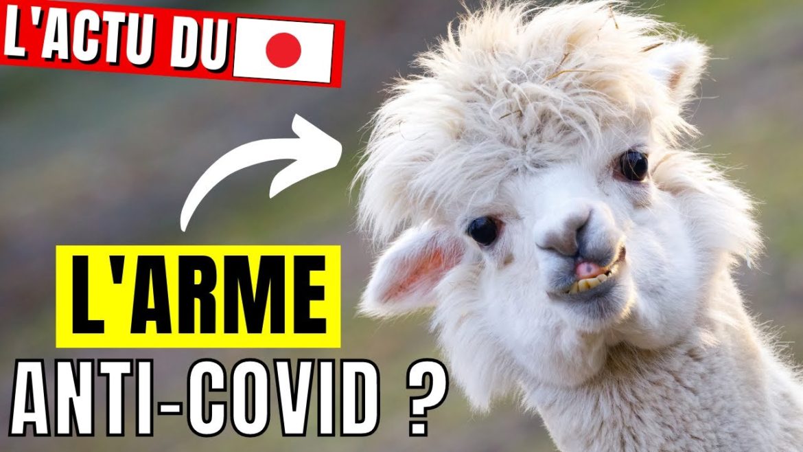 🇯🇵 L'ACTU DU JAPON : Alpaca vs Covid, visiteurs étrangers, magasins sans caissier et sans-abri 🇯🇵 🇯🇵 L'ACTU DU JAPON : Alpaca vs Covid, visiteurs étrangers, magasins sans caissier et sans-abri 🇯🇵