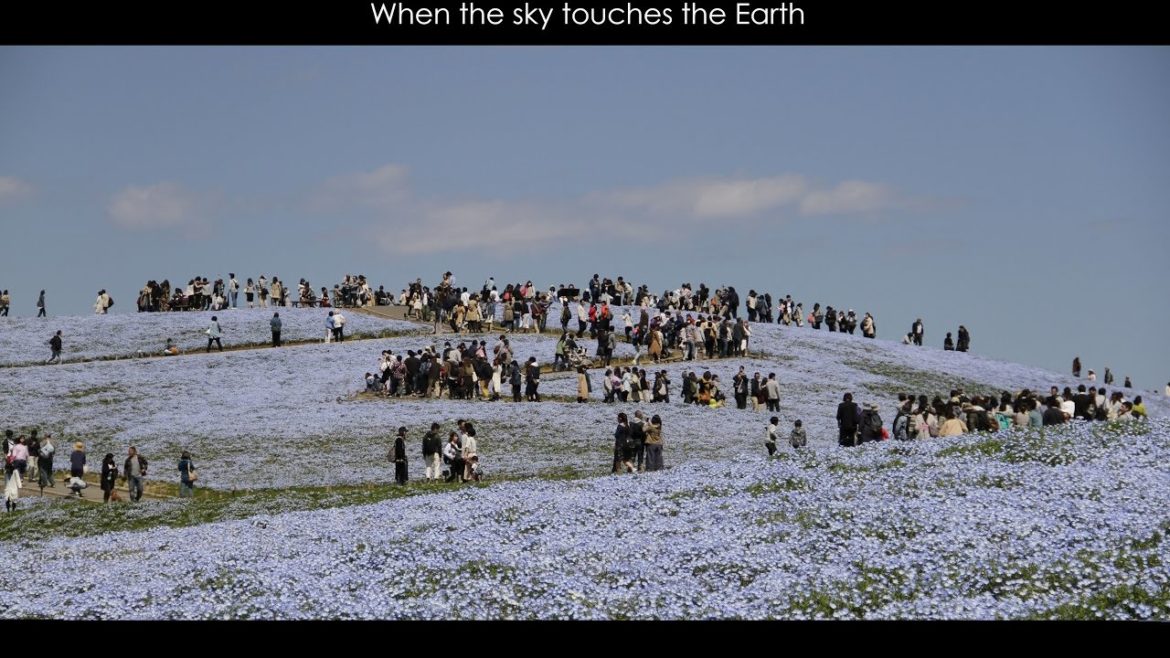 Travel: Hitachi Seaside Park, Japan. One day trip. Nemophila Harmony – ひたち海浜公園 Travel: Hitachi Seaside Park, Japan. One day trip. Nemophila Harmony - ひたち海浜公園