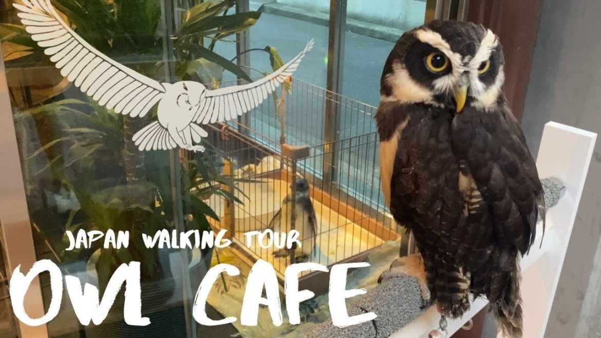 Japan Walking Tour 【Owl Cafe / World Forest 】Nagoya, Aichi
