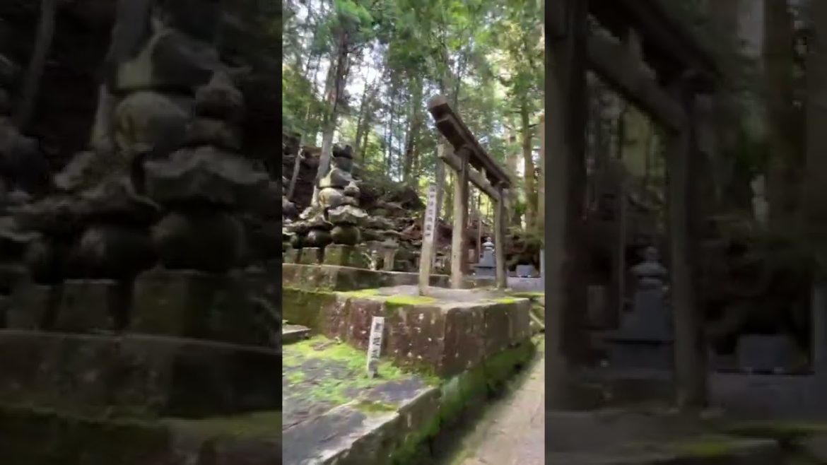 この動画を見たら奇跡の前兆!高野山奥の院がパワースポット✨ この動画を見たら奇跡の前兆!高野山奥の院がパワースポット✨