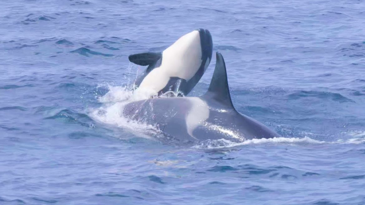 8K HDR 北海道 世界遺産知床 羅臼のシャチ Hokkaido,Shiretoko(World Heritage) Orca Cruise at Rausu