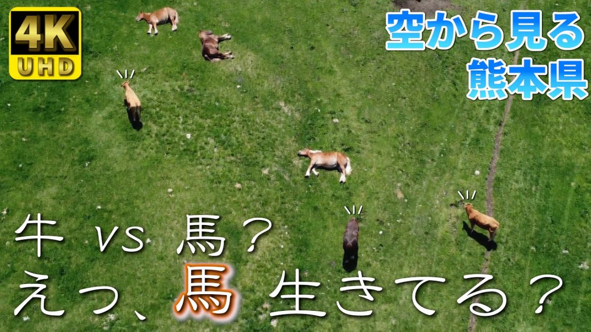 【熊本】阿蘇放牧風景　編　（ Vol.152.1 ）／緑の向こうは？癒しタイムです！【4K空撮 】