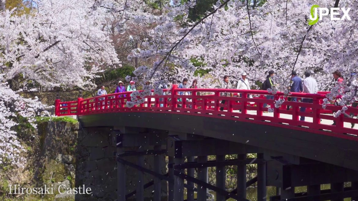 Most Famous Cherry Blossom in Tohoku | Hirosaki Castle Most Famous Cherry Blossom in Tohoku | Hirosaki Castle