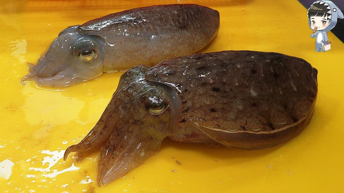 KOREAN STREET FOOD SQUID CUTTLEFISH SASHIMI KOREA SEAFOOD MARKET 포항 송도 활어회센터 갑오징어 오징어 물회 310521