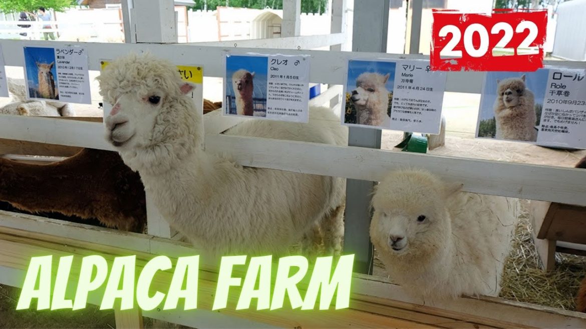 ALPACA FARM | SHIKISAI NO OKA, BIEI | HOKKAIDO, JAPAN | JAPAN TRAVEL VLOG | MAMUN CHOWDHURY