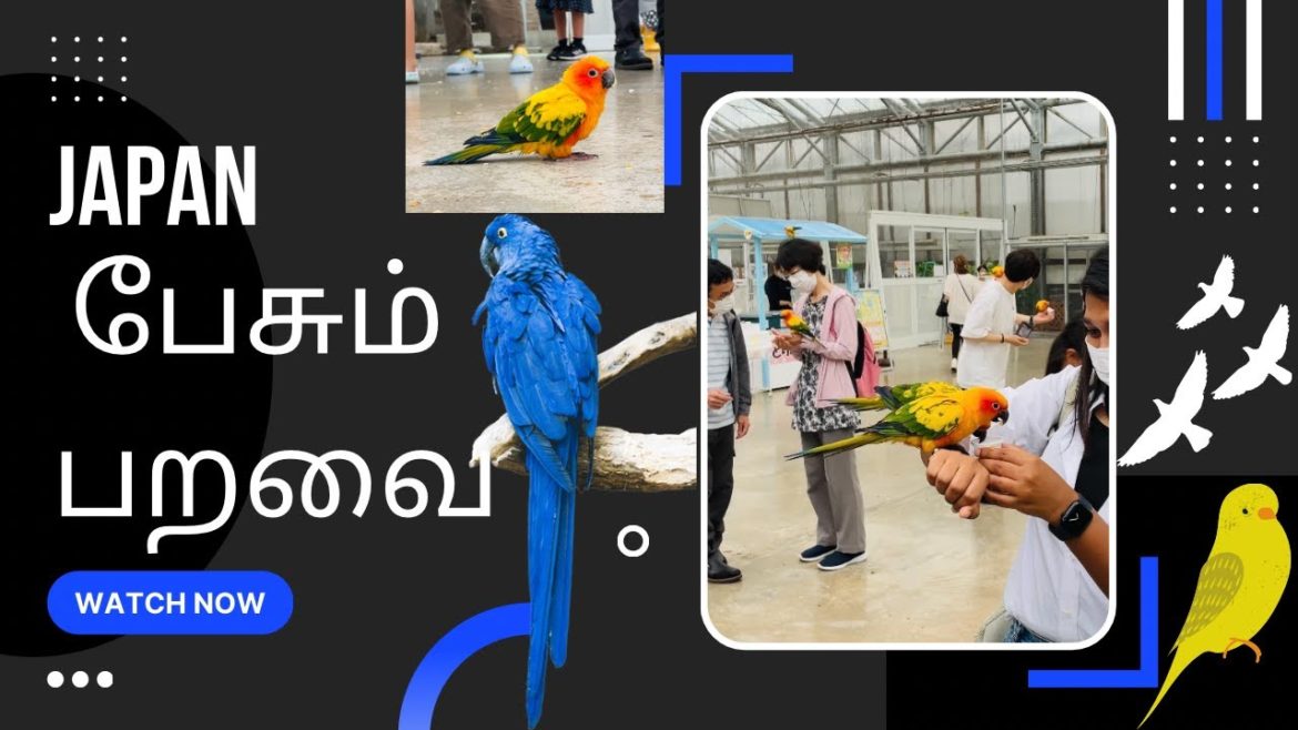 ஜப்பானில் பேசும் பறவை|Kakegawa Kachouen Museum|Tourism in Japan|Indian in Japan