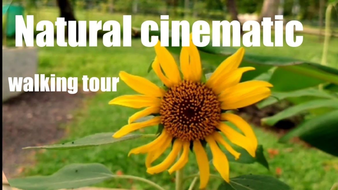 walking tour natural cinematic  video
