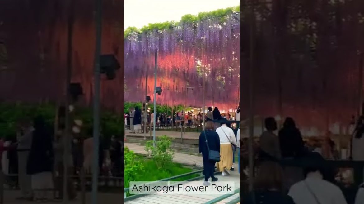 Ashikaga Flower Park - Ibaraki, Japan