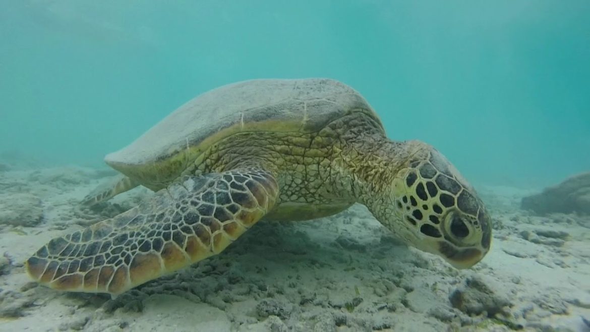 JAPAN ROAD TRIP BONUS VIDEO - UNDERWATER ZAMAMI, OKINAWA'S PARADISE