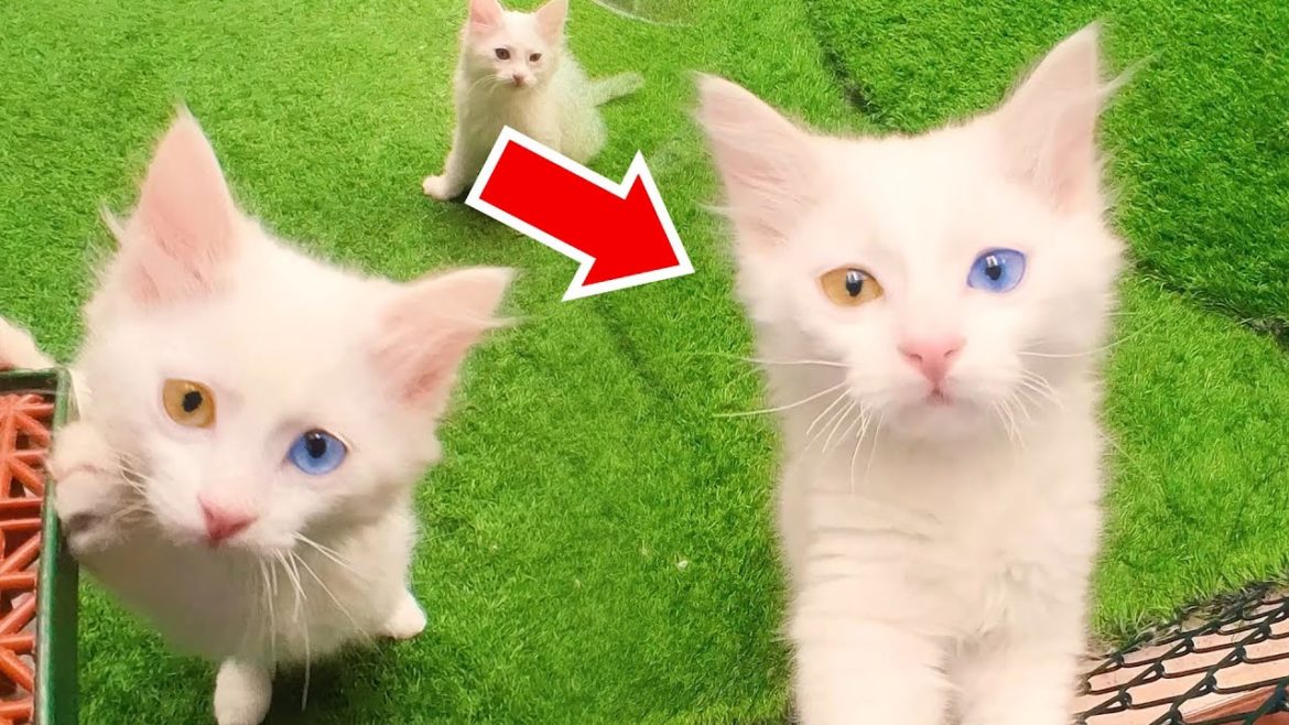 🐈 This Water-Loving Odd-Eyed Cat can only be seen near Lake Van in Türkiye 💧 🐈 This Water-Loving Odd-Eyed Cat can only be seen near Lake Van in Türkiye 💧