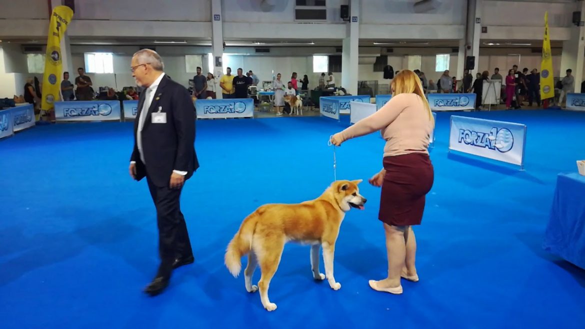 THE KENNEL CLUB OF GREECE CACIB 12 10 2019 AKITA