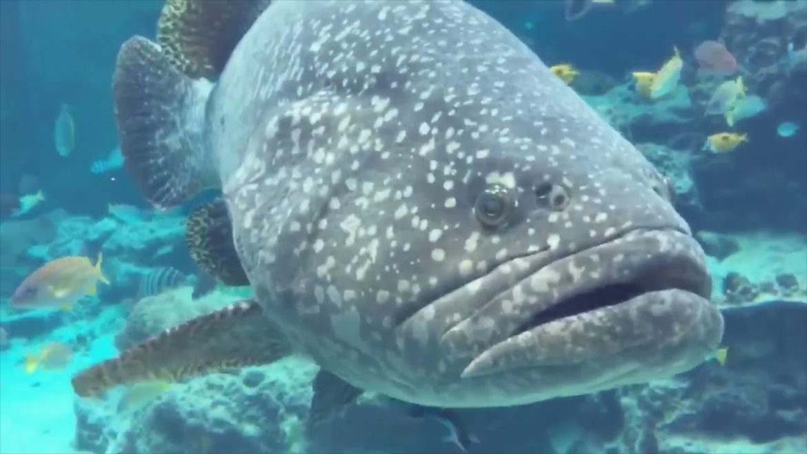 First time to see huge one! Jaw Dropping! Okinawa Japan Trip!