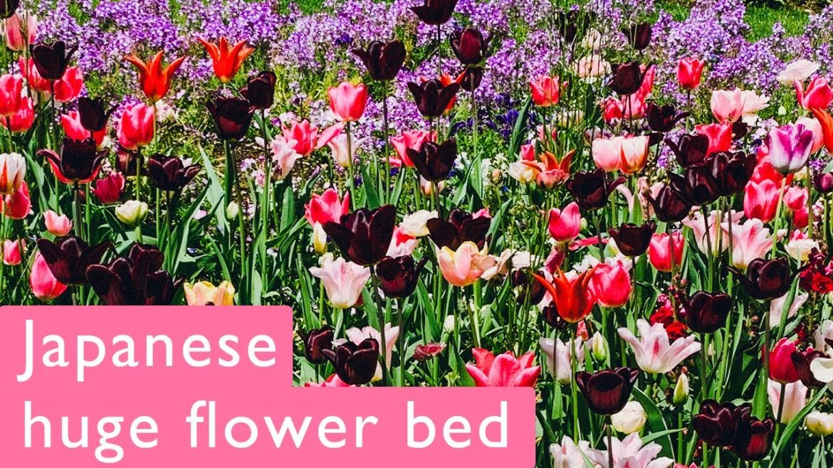 YOKOHAMA. Large seasonal flowerbeds, Satoyama Garden Festa. Japan Travel 季節限定の大花壇 里山ガーデンフェスタ2022 春 YOKOHAMA. Large seasonal flowerbeds, Satoyama Garden Festa. Japan Travel 季節限定の大花壇 里山ガーデンフェスタ2022 春