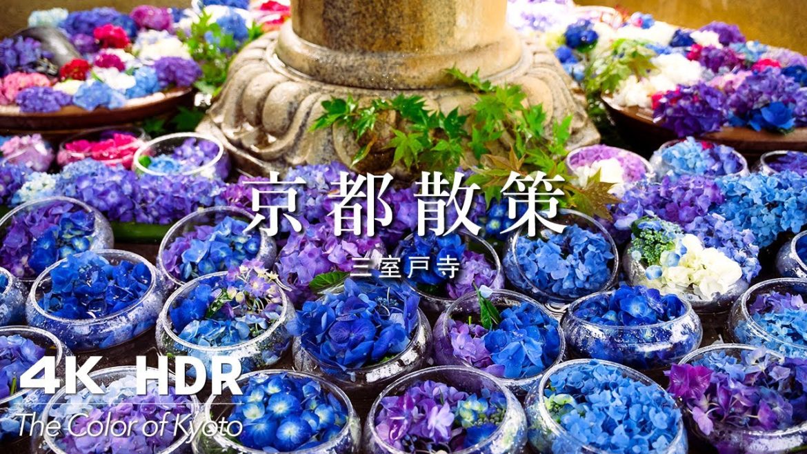 京都・三室戸寺:Mimurotoji and Hydrangea in June|紫陽花あじさいAjisai|Mimurotoji 三室戸寺|京都散策(Kyoto, Japan)|EP 011 京都・三室戸寺:Mimurotoji and Hydrangea in June|紫陽花あじさいAjisai|Mimurotoji 三室戸寺|京都散策(Kyoto, Japan)|EP 011