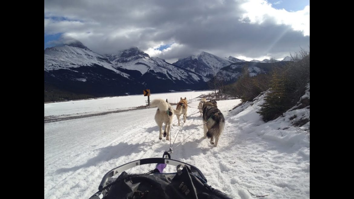 Sled Dog Adventure