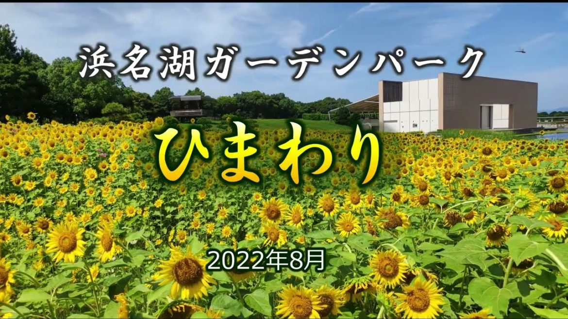 浜名湖ガーデンパーク ひまわり 2022｜HTC ドライブ観光スポット