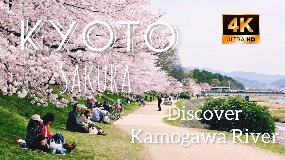 KAMOGAWA RIVER KYOTO JAPAN WALKING TOUR 4K | BEST SAKURA SPOT IN KYOTO JAPAN | 鴨川