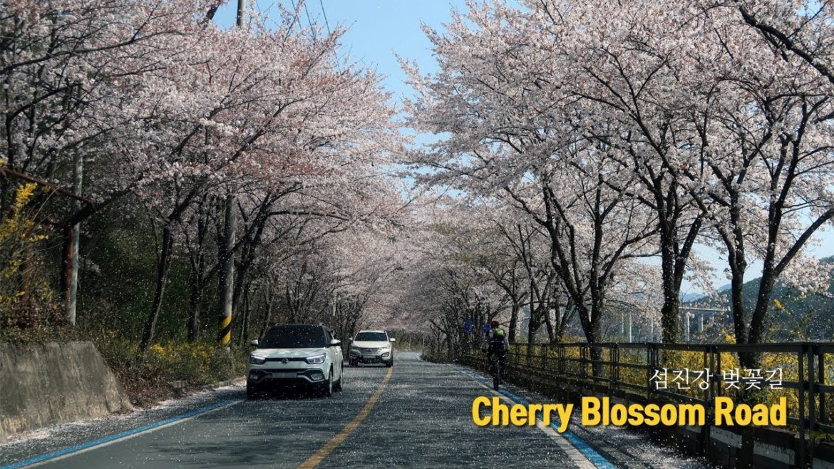 Driving in Korea: 'Seomjin' Riverside Cherry Blossom Road (Best Springtime Destinations)  | 섬진강 벚꽃길 Driving in Korea: 'Seomjin' Riverside Cherry Blossom Road (Best Springtime Destinations)  | 섬진강 벚꽃길