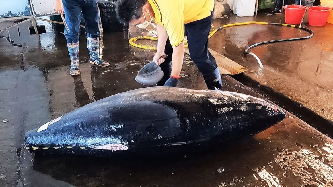 Unparalleled Superb Cutting Skill for 300kg Super-Giant Bluefin Tuna
