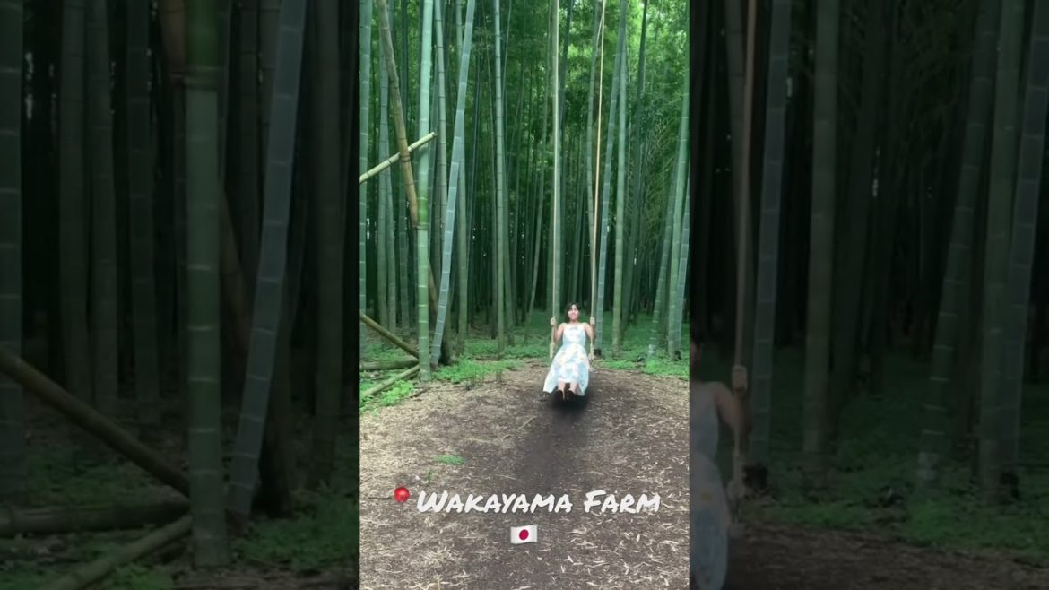 Nature | Bamboo Forest in Japan #shorts #ytshorts #nature #naturelovers