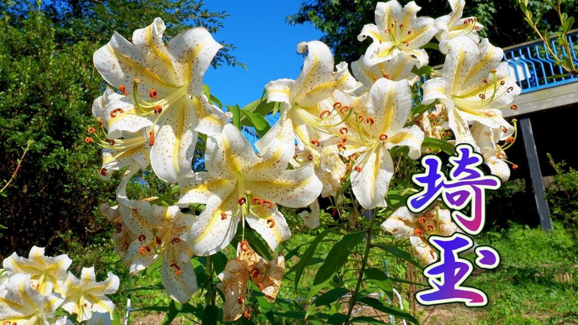 Garden species and Wild species of Lilies, both are in full bloom at the suburbs Tokyo.#4K  #深谷ゆり Garden species and Wild species of Lilies, both are in full bloom at the suburbs Tokyo.#4K  #深谷ゆり