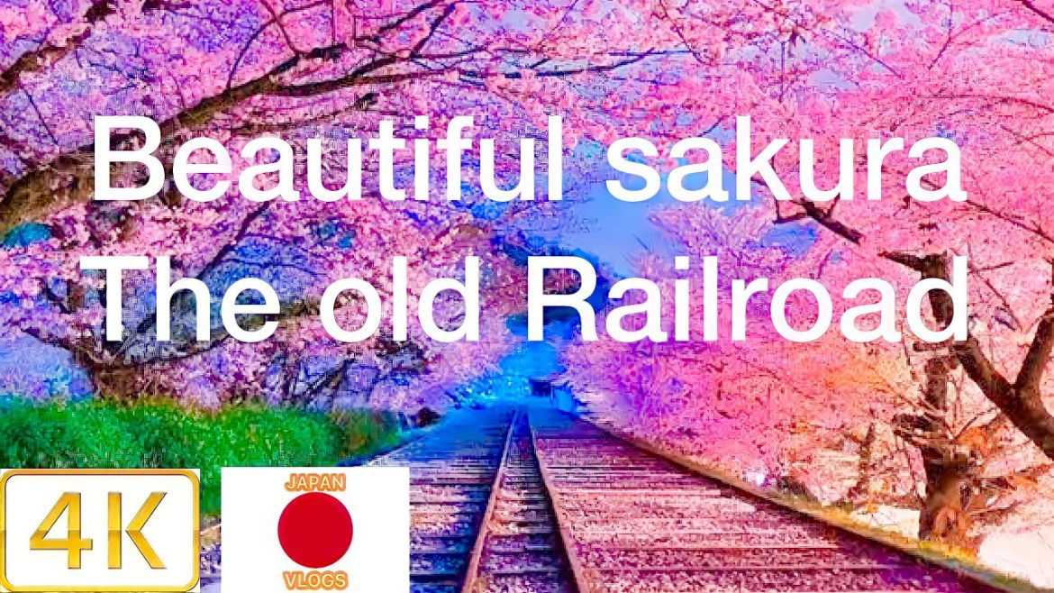 japan best sakura 4K keaga incline the Old railway track kyoto japan 桜 2022