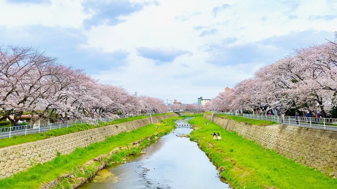 [4K] Japan Walking Tour - Beautiful Cherry Blossom at Kanare River, Nagoya