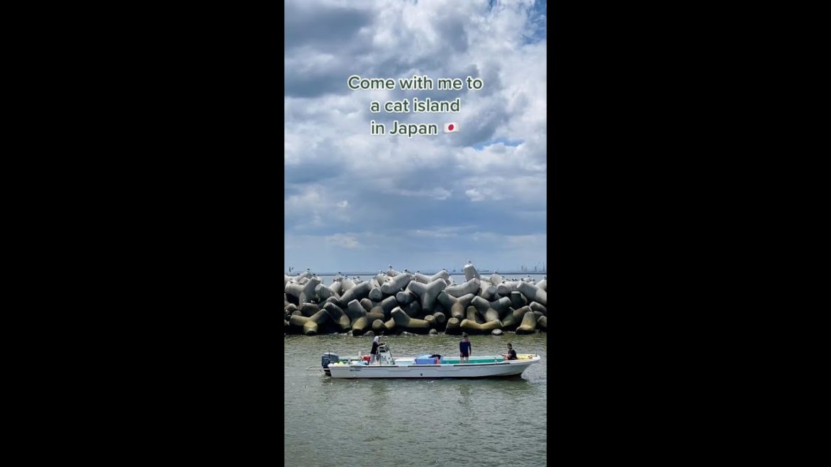 Cute cat island in Japan 🐈