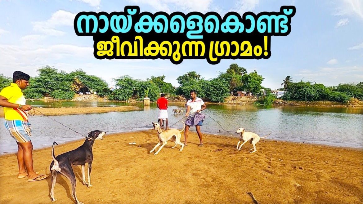വേട്ട നായ്ക്കളെ കുറിച്ച് കേട്ടിട്ടുണ്ടോ.? have you heard about huntingdog.?Ep# 03