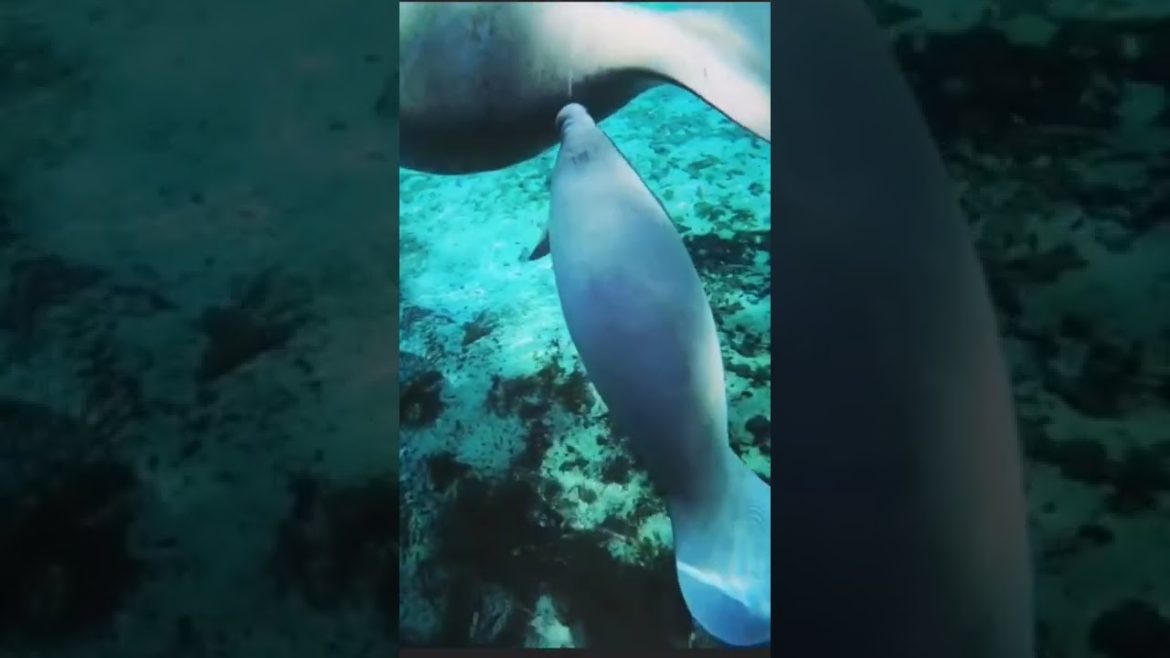 FLORIDA🌎 Mama and baby manatee 🤩 #travel #shorts