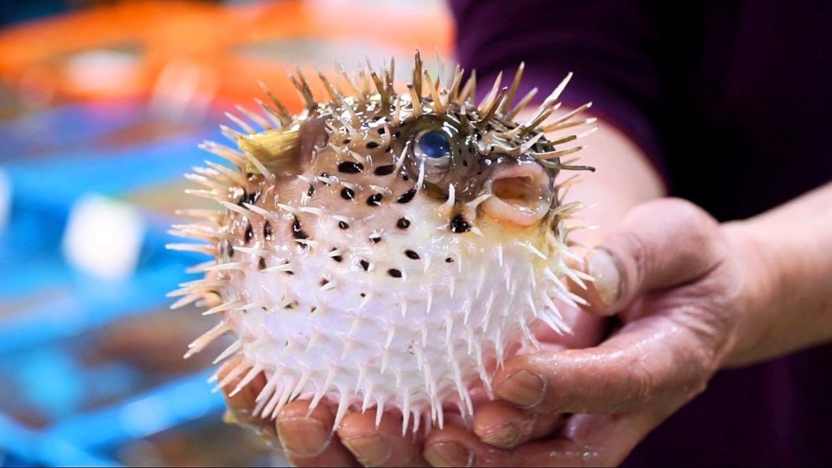 Taipei Street Food - LIVE PUFFERFISH Fish + Seafood in TAIWAN at Fuji Fish Market!!