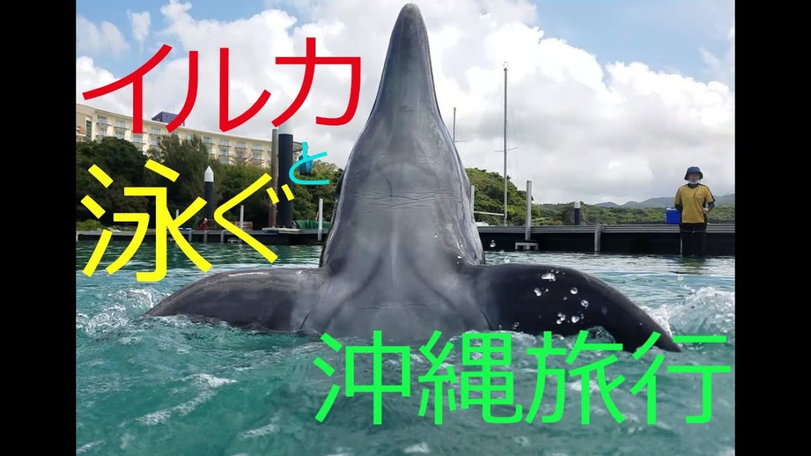 イルカと泳ぐ沖縄旅行 in もとぶ元気村