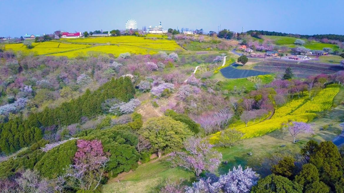 [ 4K Ultra HD ] マザー牧場 春の絶景 Great view at Mother Farm in Spring