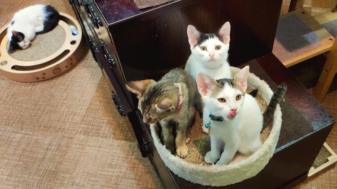 FRIENDLIEST Cats at an HIDDEN Cat Cafe in Hiroshima
