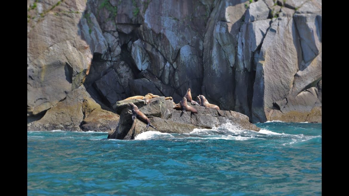 Day Cruise of Kenai Fjords National Park, Alaska