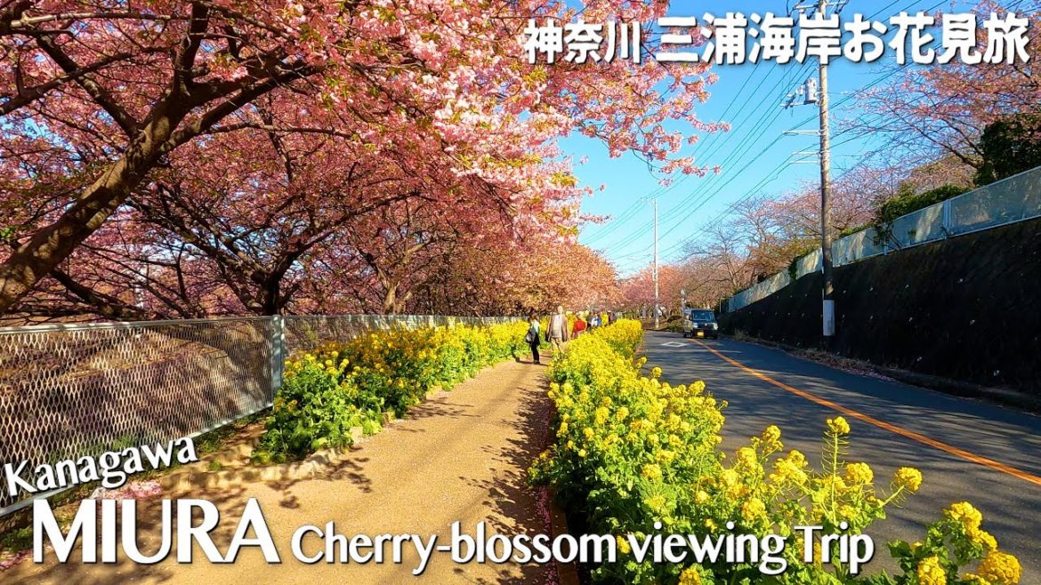 Cherry-blossom viewing trip to Miura beach in Kanagawa | Japan, travel, vlog