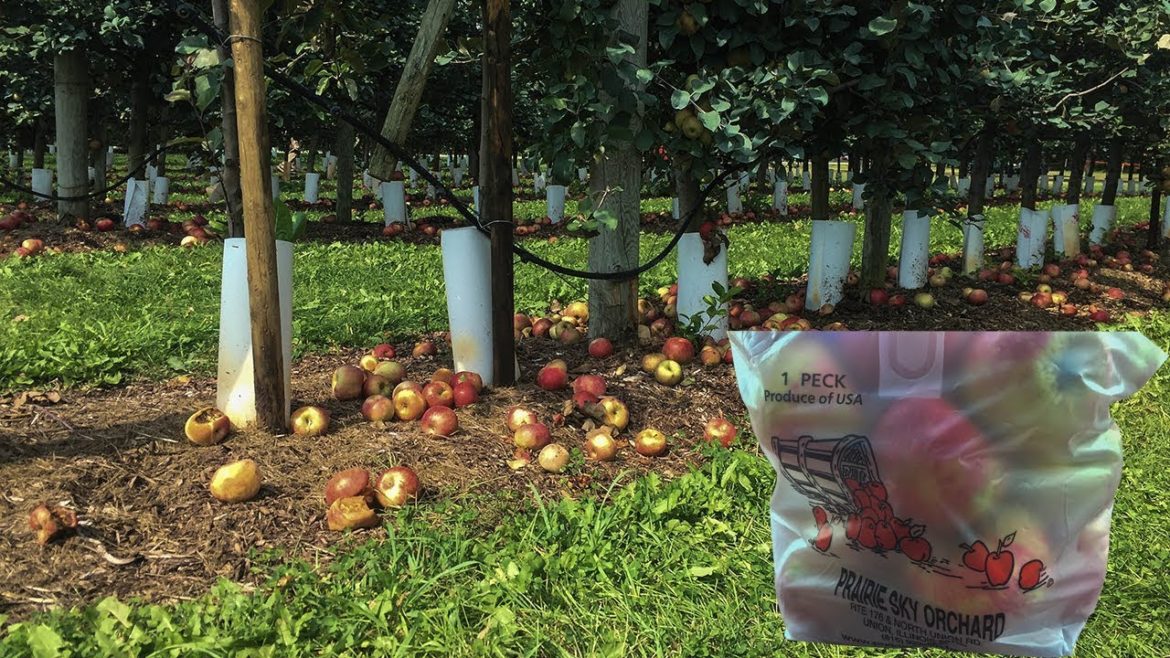 Apple picking, Prairie Sky Orchard, 摘苹果, 摘苹果的时候, 秋天摘苹果 Apple picking, Prairie Sky Orchard, 摘苹果, 摘苹果的时候, 秋天摘苹果