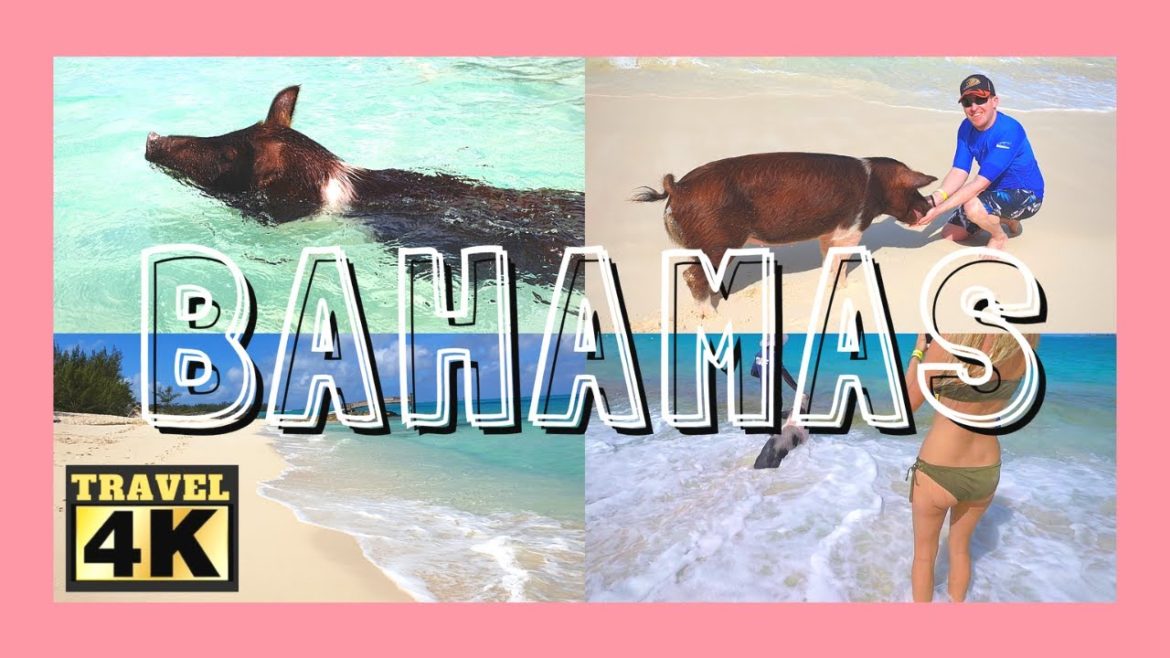 Nager avec les cochons sauvages aux Bahamas | L ile de Rose Island aux Bahamas #swimmingpig