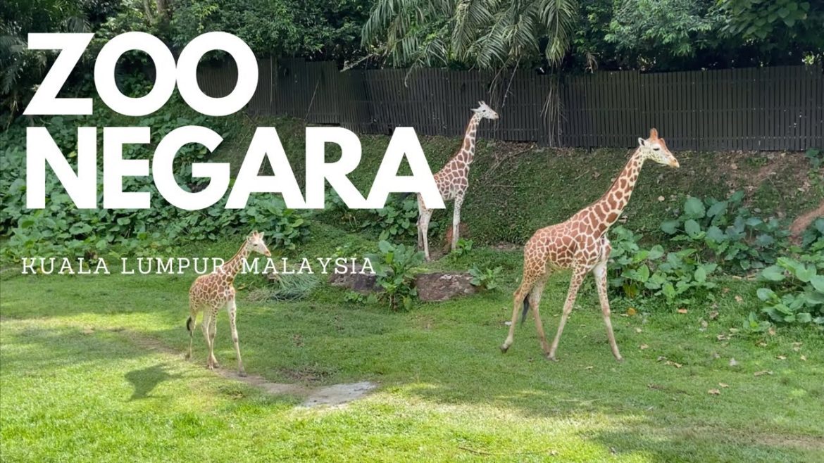 🇲🇾 Walking Around Zoo Negara, Kuala Lumpur 2021