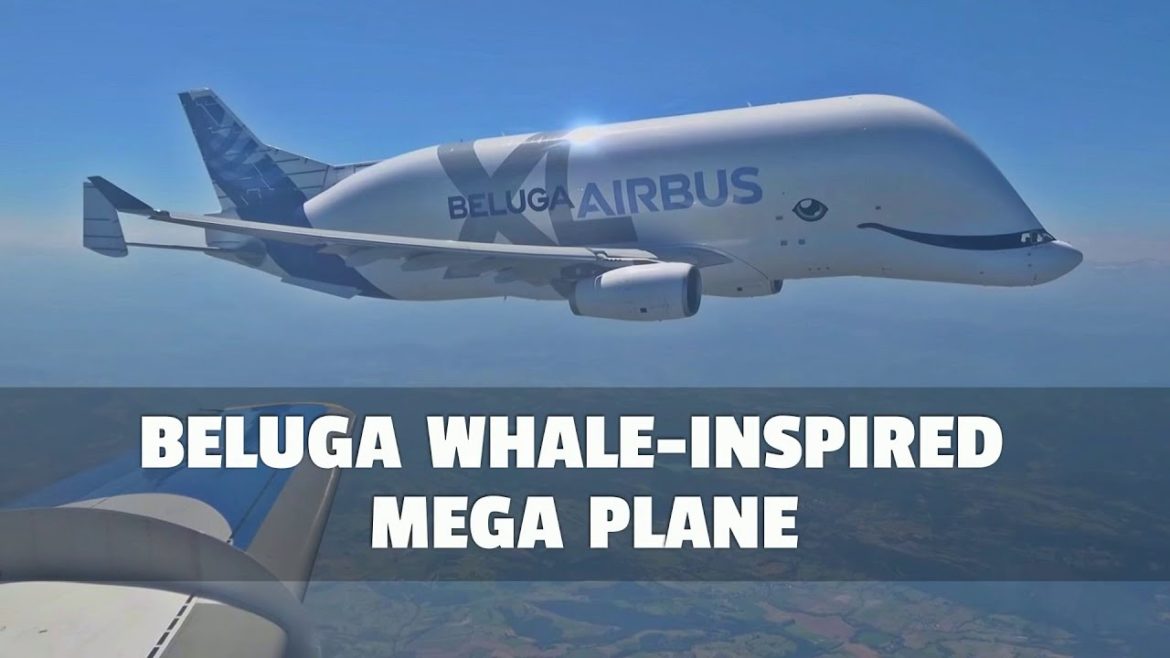 Beluga Whale-Inspired Mega Airplane