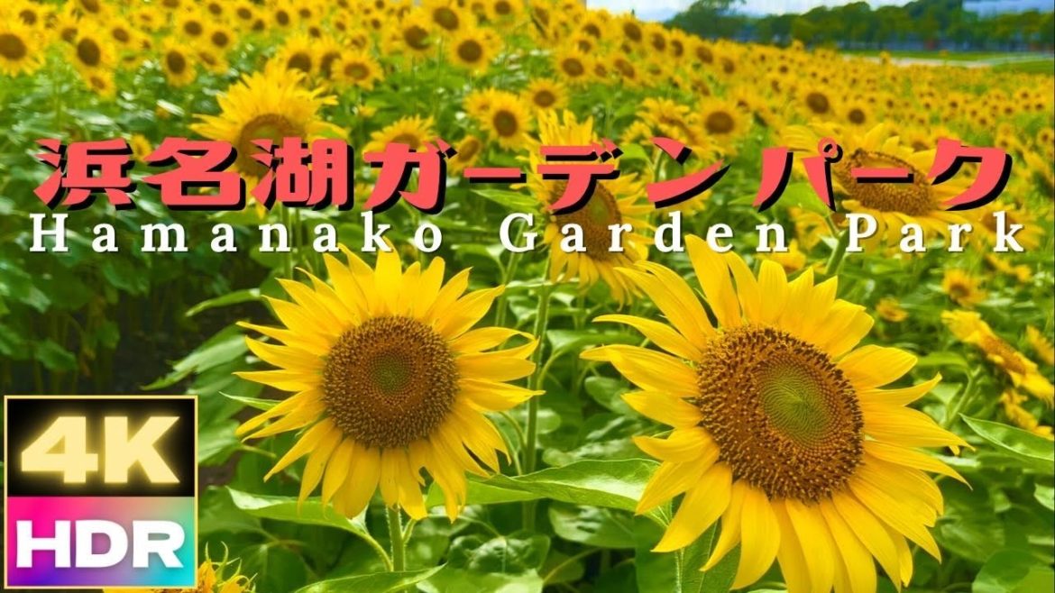 【4K HDR 60fps】静岡県浜松市 浜名湖ガーデンパークの向日葵 Sunflowers at Hamanako Garden Park in Hamamatsu, Japan 2022/7/27