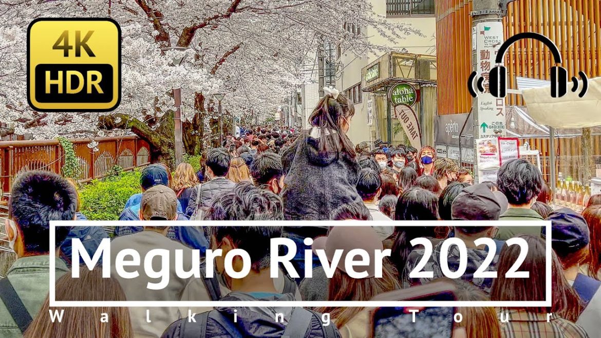 [4K/HDR/Binaural] 🌸 Meguro River 2022 🌸 Walking Tour - Tokyo Japan