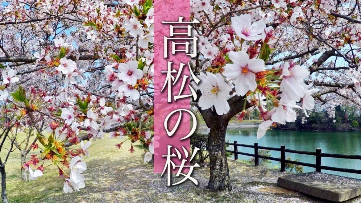 GoPro Hero5, Cherry Blossom of Takamatsu, Shikoku, Japan