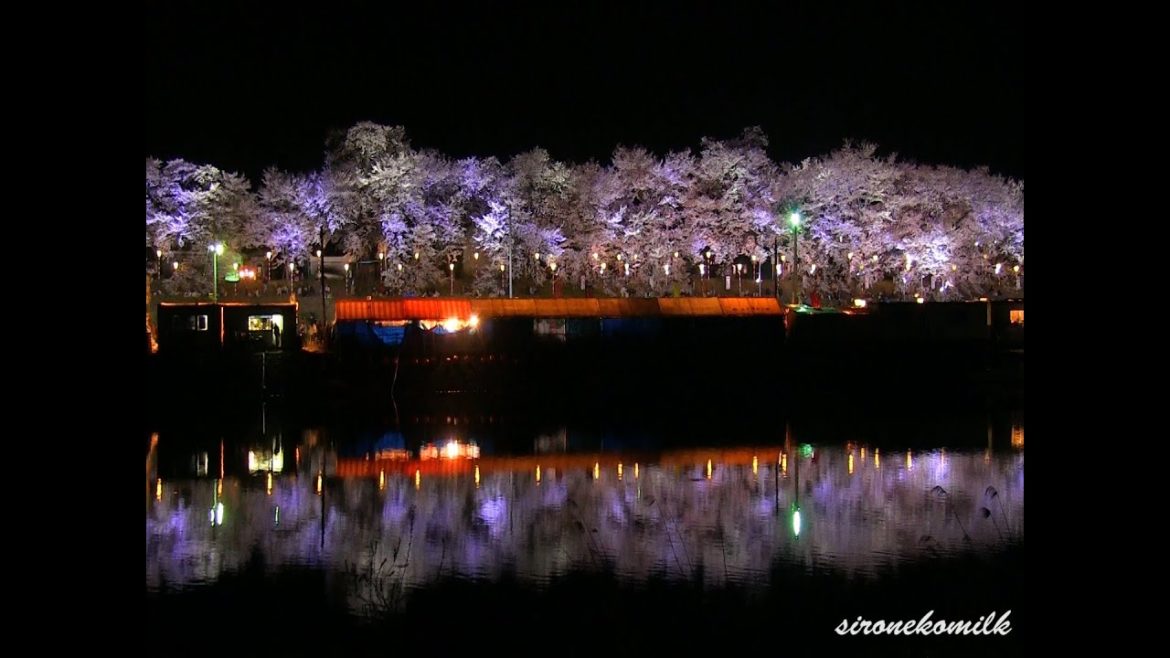 白石川堤一目千本桜 Miyagi Japan Cherry Blossoms, Hitome-Senbon-Sakura 桜名所 夜桜ライトアップ 宮城旅行 Hanami Travel 白石川堤一目千本桜 Miyagi Japan Cherry Blossoms, Hitome-Senbon-Sakura 桜名所 夜桜ライトアップ 宮城旅行 Hanami Travel