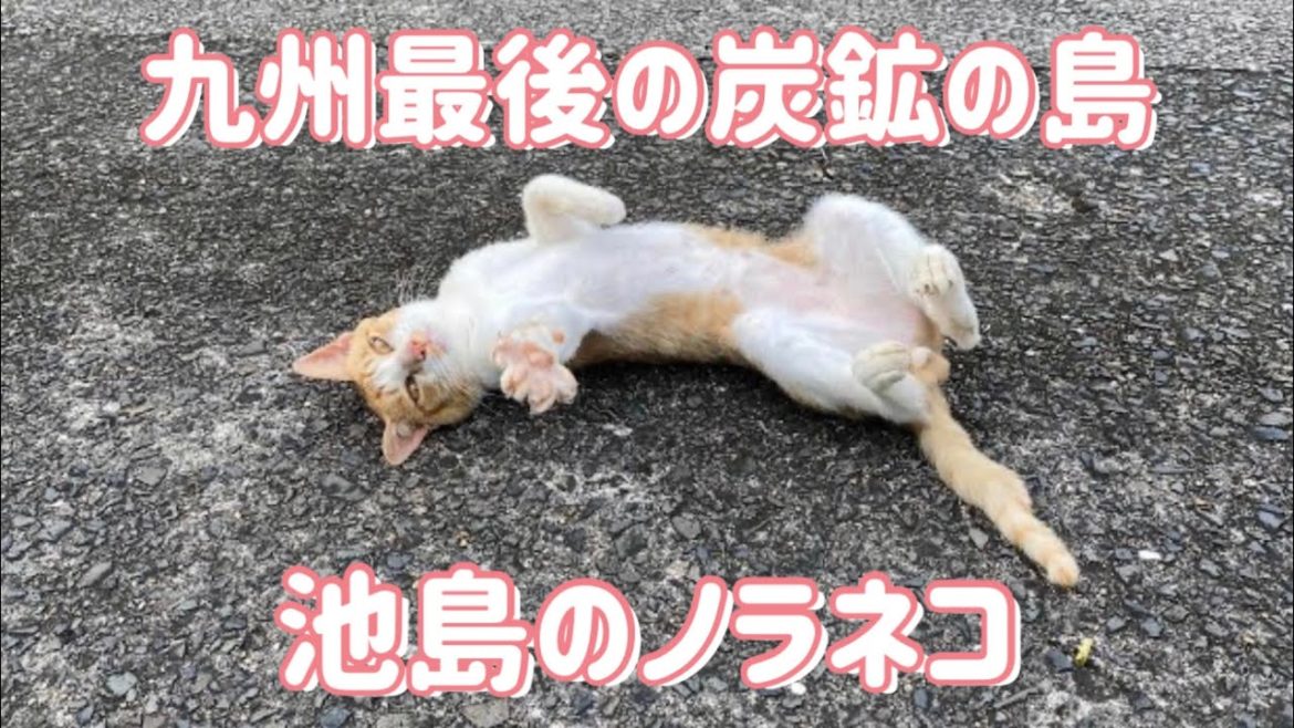 長崎県・池島の島ネコ動画 / Nagasaki Trip