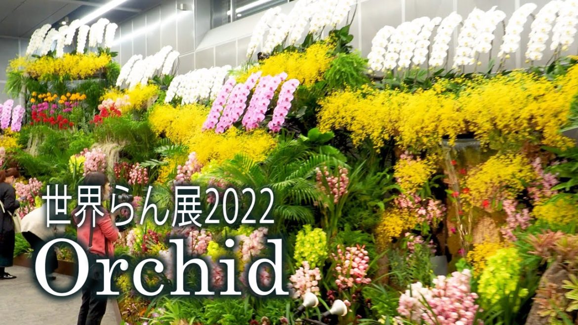 【4K Orchid】Japan Grand Prix International Orchid and Flower Show 2022.#世界らん展2022 #4K #Orchid 【4K Orchid】Japan Grand Prix International Orchid and Flower Show 2022.#世界らん展2022 #4K #Orchid
