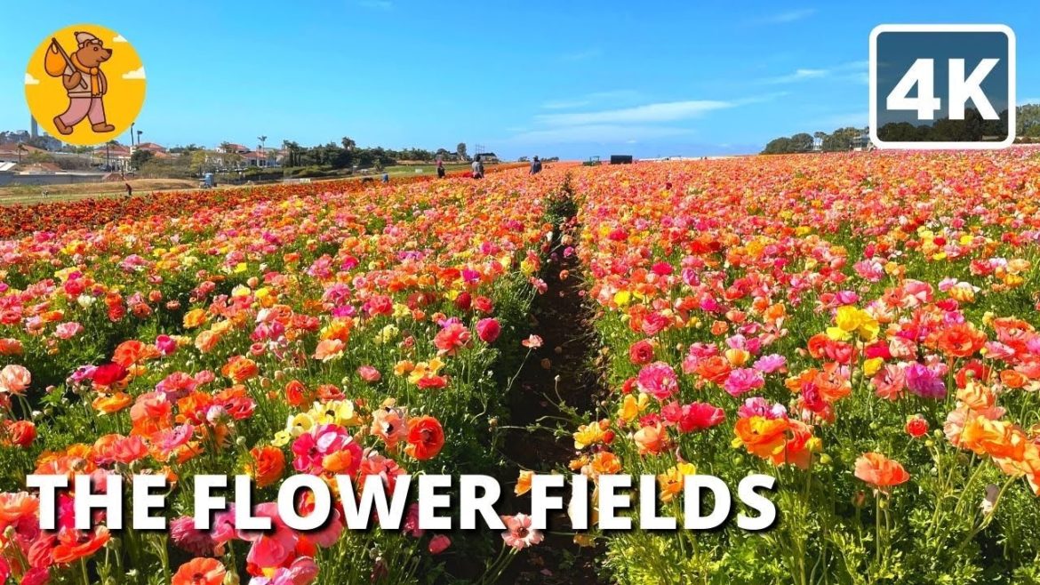 The Flower Fields Walking Tour | Carlsbad, San Diego {4k} 🔊 Binaural Sound
