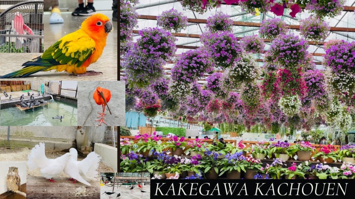 மழலைச் சொல்லில் அழகாகப் பேசும் பறவை|Kakegawa Kachouen Amusement Park|Tourism in Japan 4K