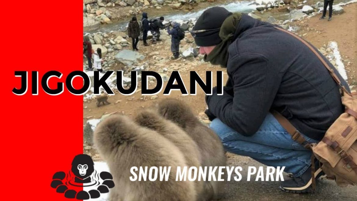 The Cutest Monkeys In Japan | Visiting The JIGOKUDANI SNOW MONKEY PARK ! π The Cutest Monkeys In Japan | Visiting The JIGOKUDANI SNOW MONKEY PARK ! π