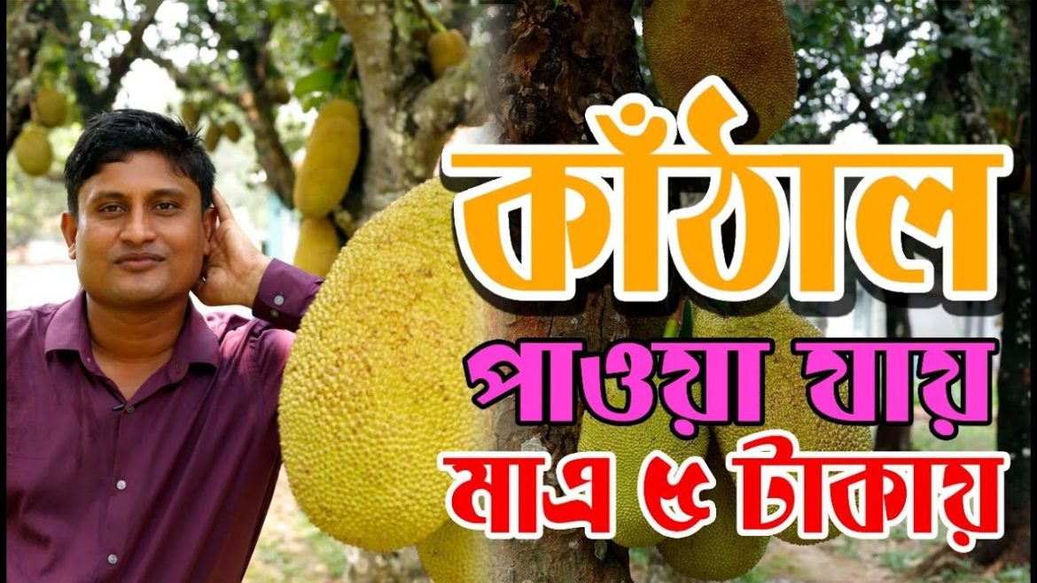 যেখানে কাঁঠাল পাওয়া যায় মাত্র ৫টাকায় | Jackfruit Is Available For 5Taka| Documentary| Palash Prodhan যেখানে কাঁঠাল পাওয়া যায় মাত্র ৫টাকায় | Jackfruit Is Available For 5Taka| Documentary| Palash Prodhan